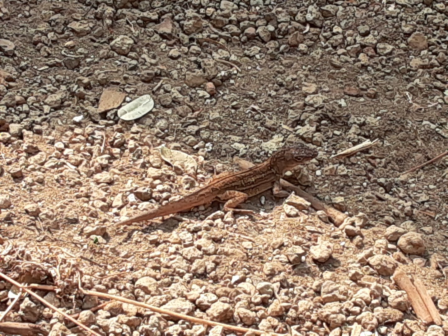 Brown Anole