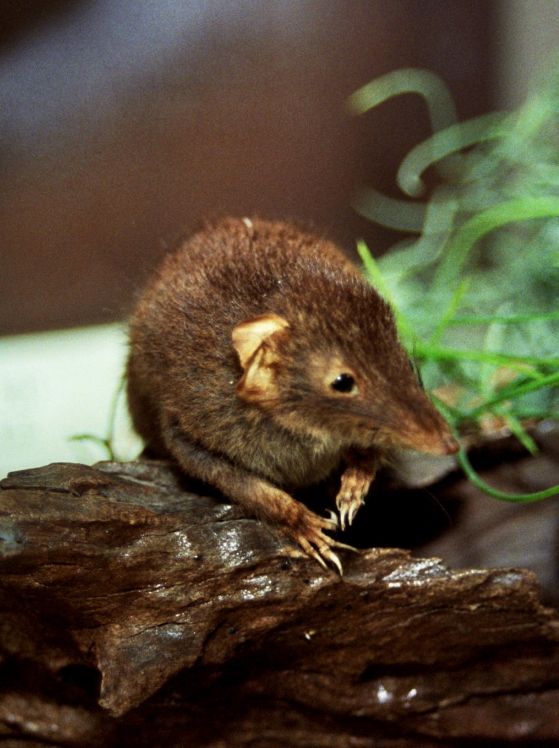 brown antechinus (Antechinus stuartii) mounted specimen