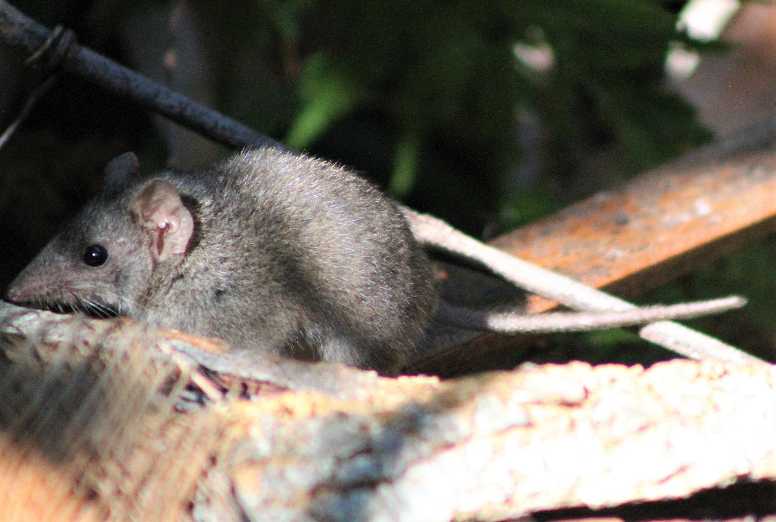 Brown Antechinus (Antechinus stuartii)