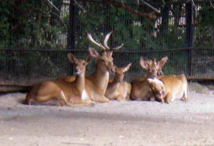 Brown-antlered Deers (Cervus eldi)
