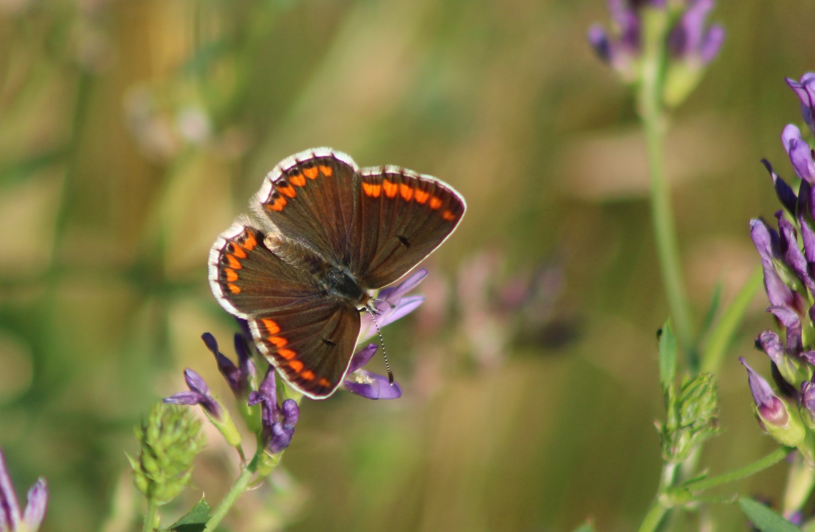 Brown argus - with open wings
