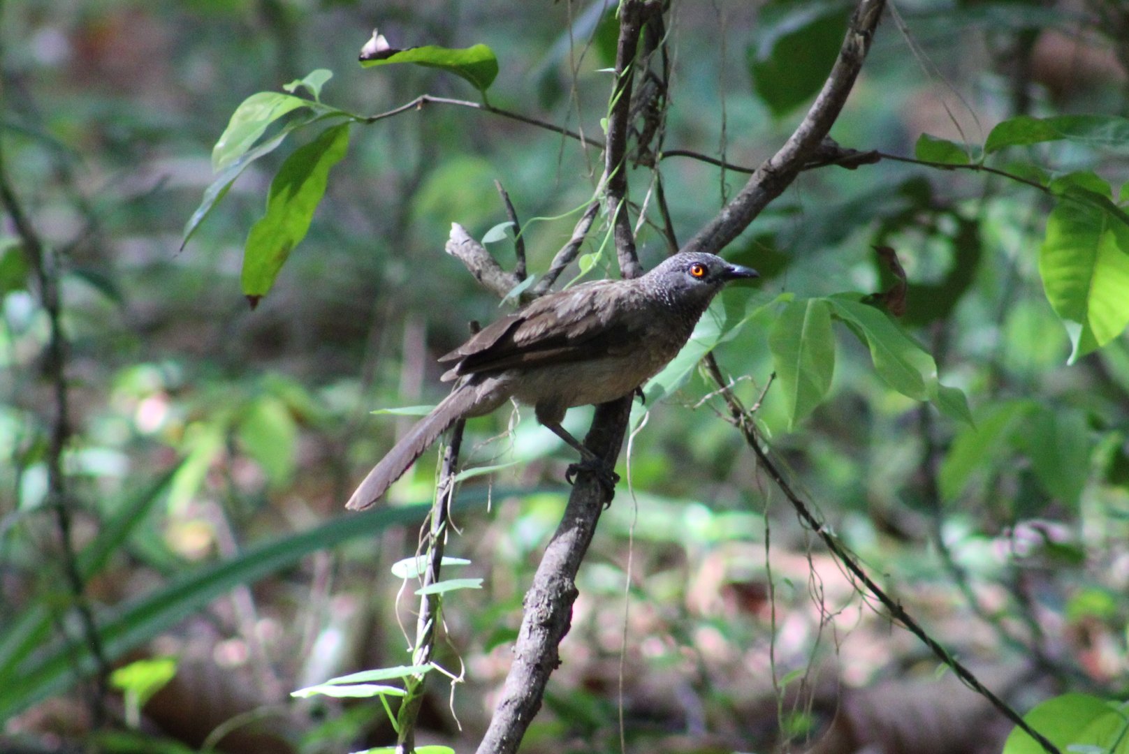 Brown babbler