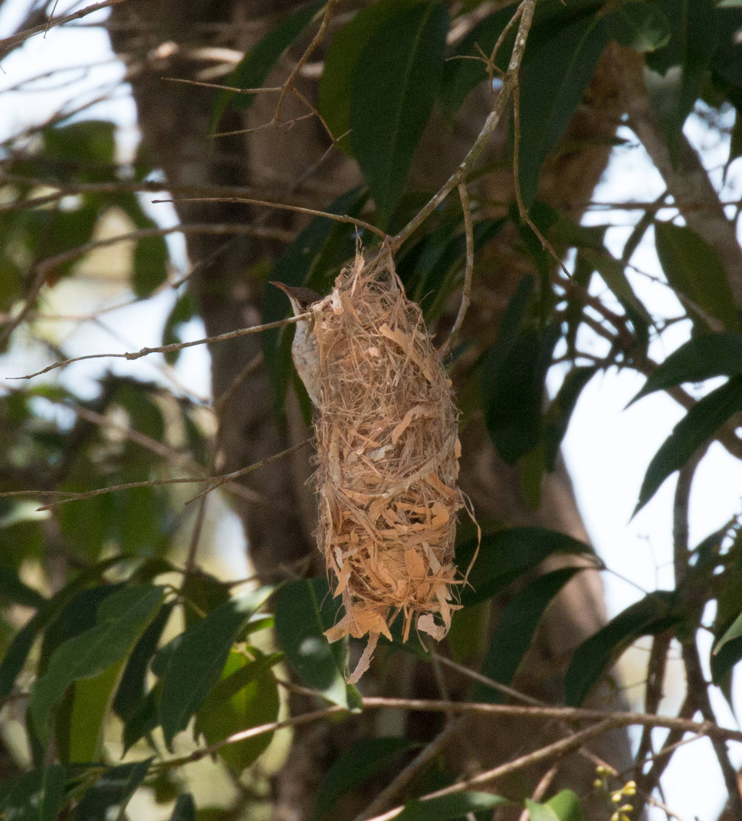 Brown-backed Honeyeater at nest