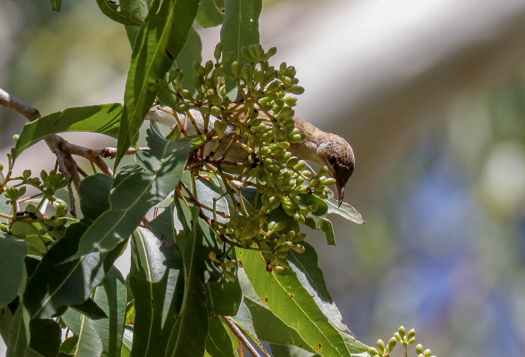 Brown-backed Honeyeater