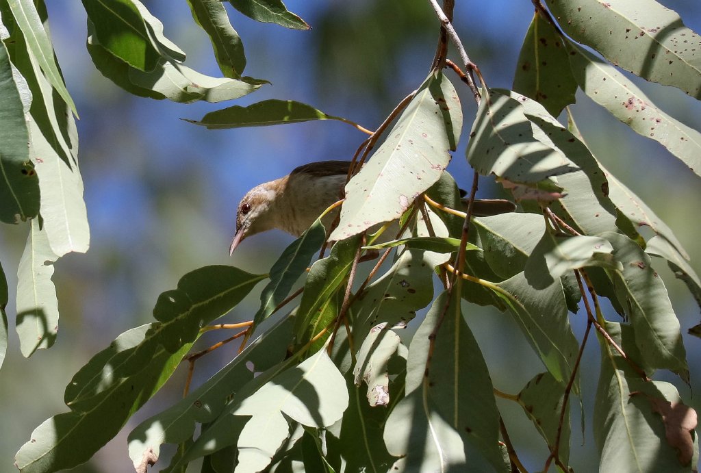 Brown-backed Honeyeater