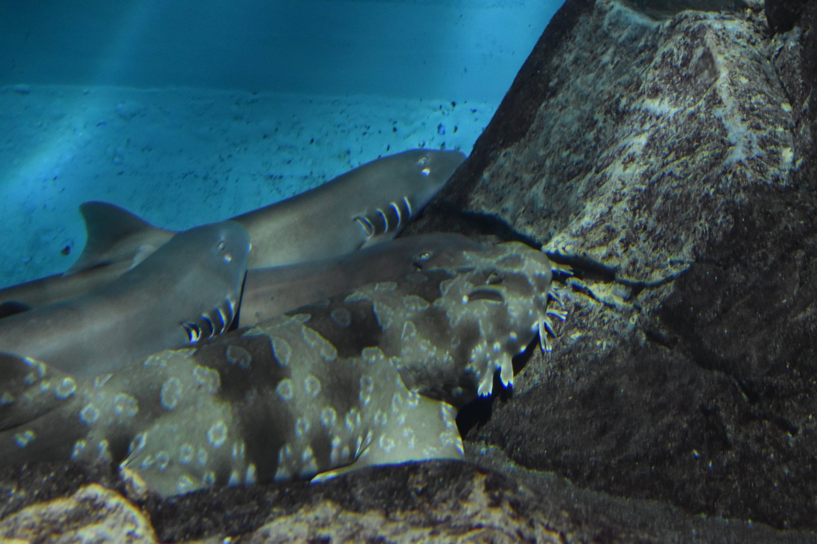 Brown Banded Bamboo Shark and Spotted Wobbegong ~ August 26th 2022