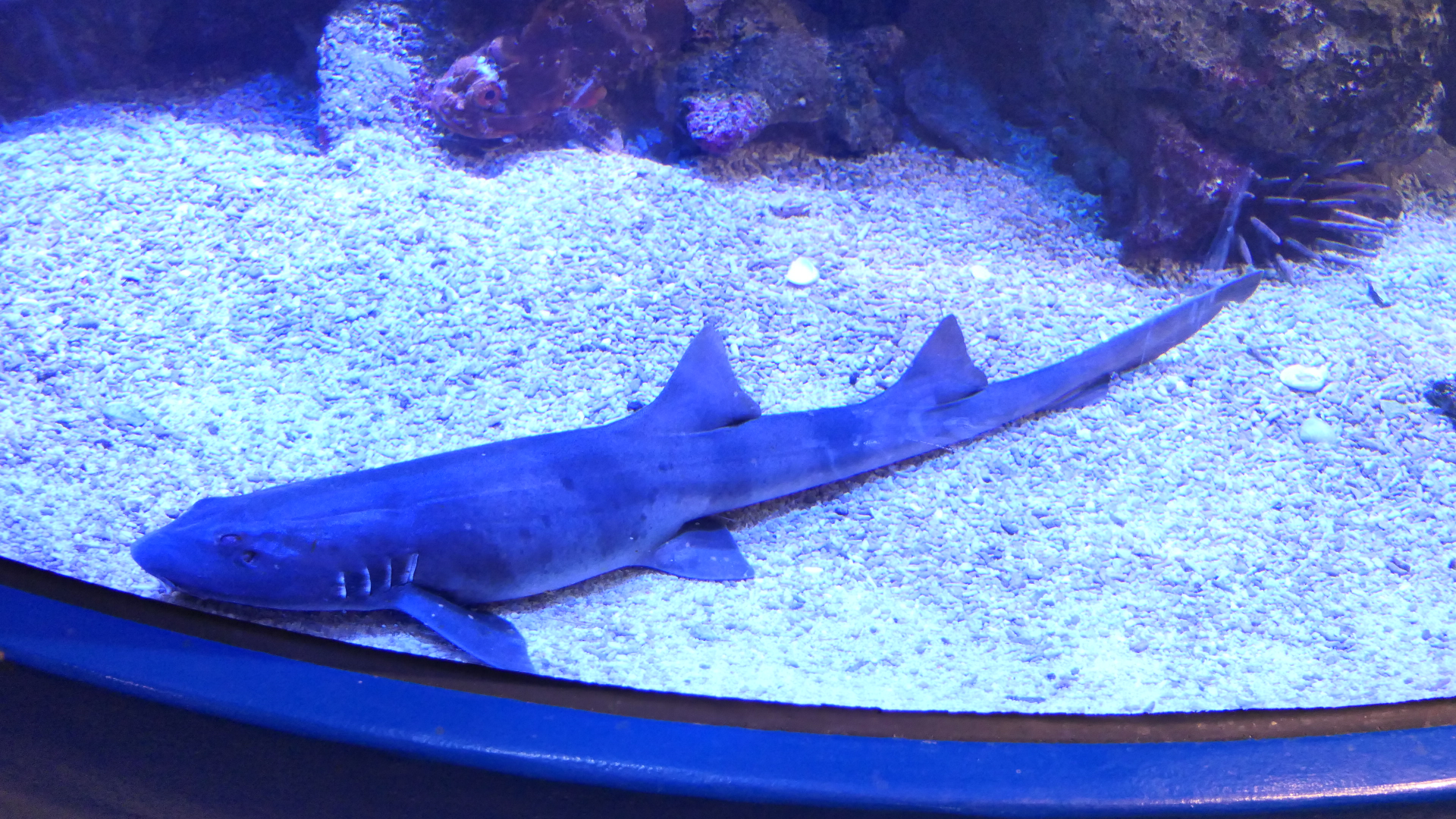 Brown-banded Bamboo Shark (Chiloscyllium punctatum) - Dolphin Discovery Centre, Bunbury