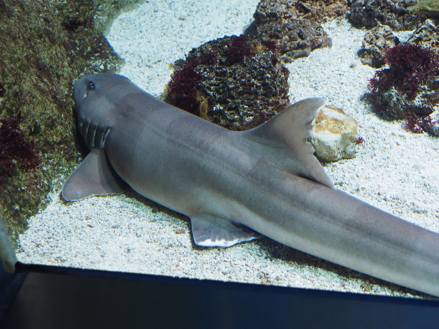 Brown-banded bamboo shark (Chiloscyllium punctatum), Feb 27th, 2019
