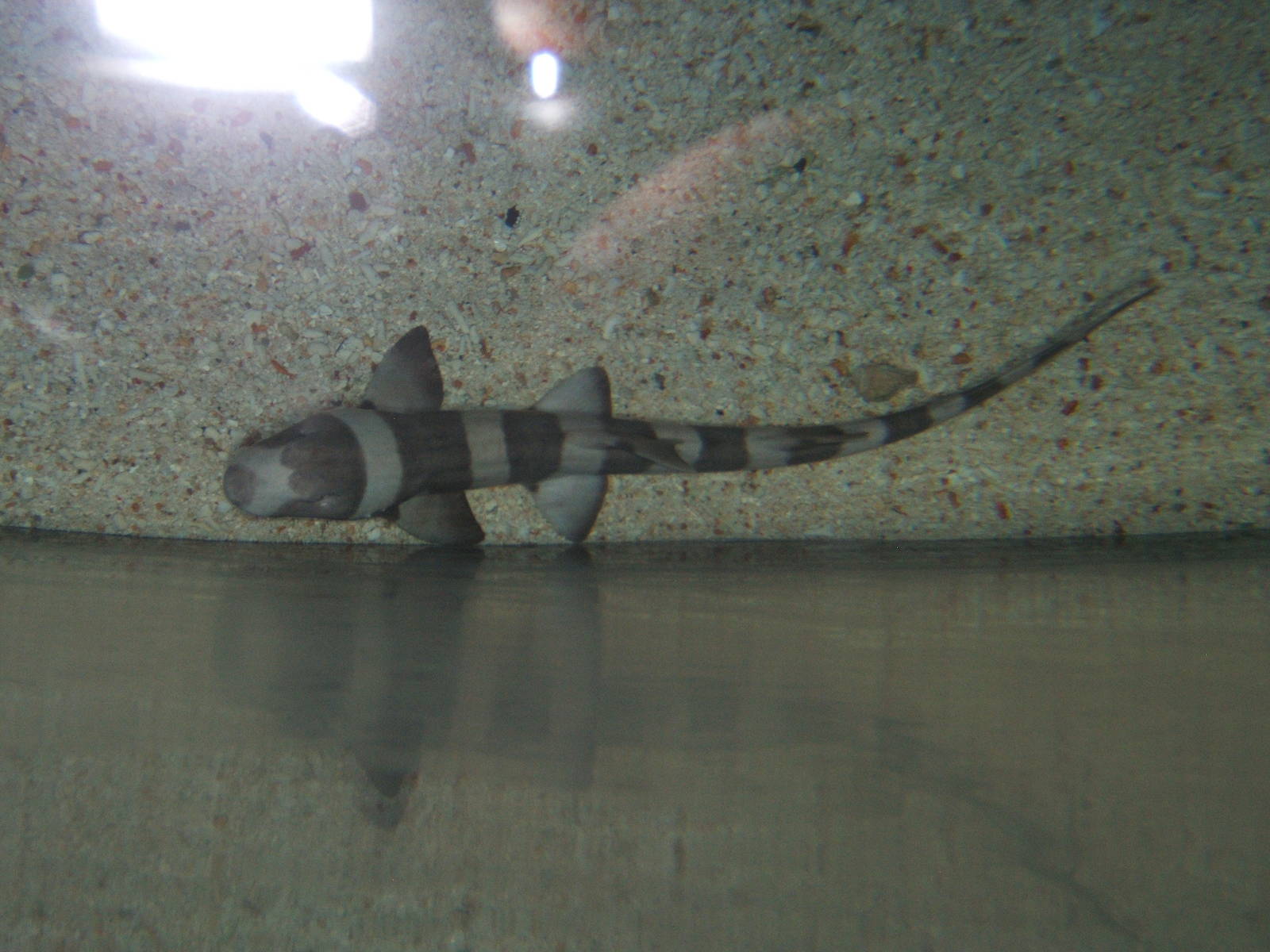 Brown-banded Bamboo-shark (Chiloscyllium punctatum)