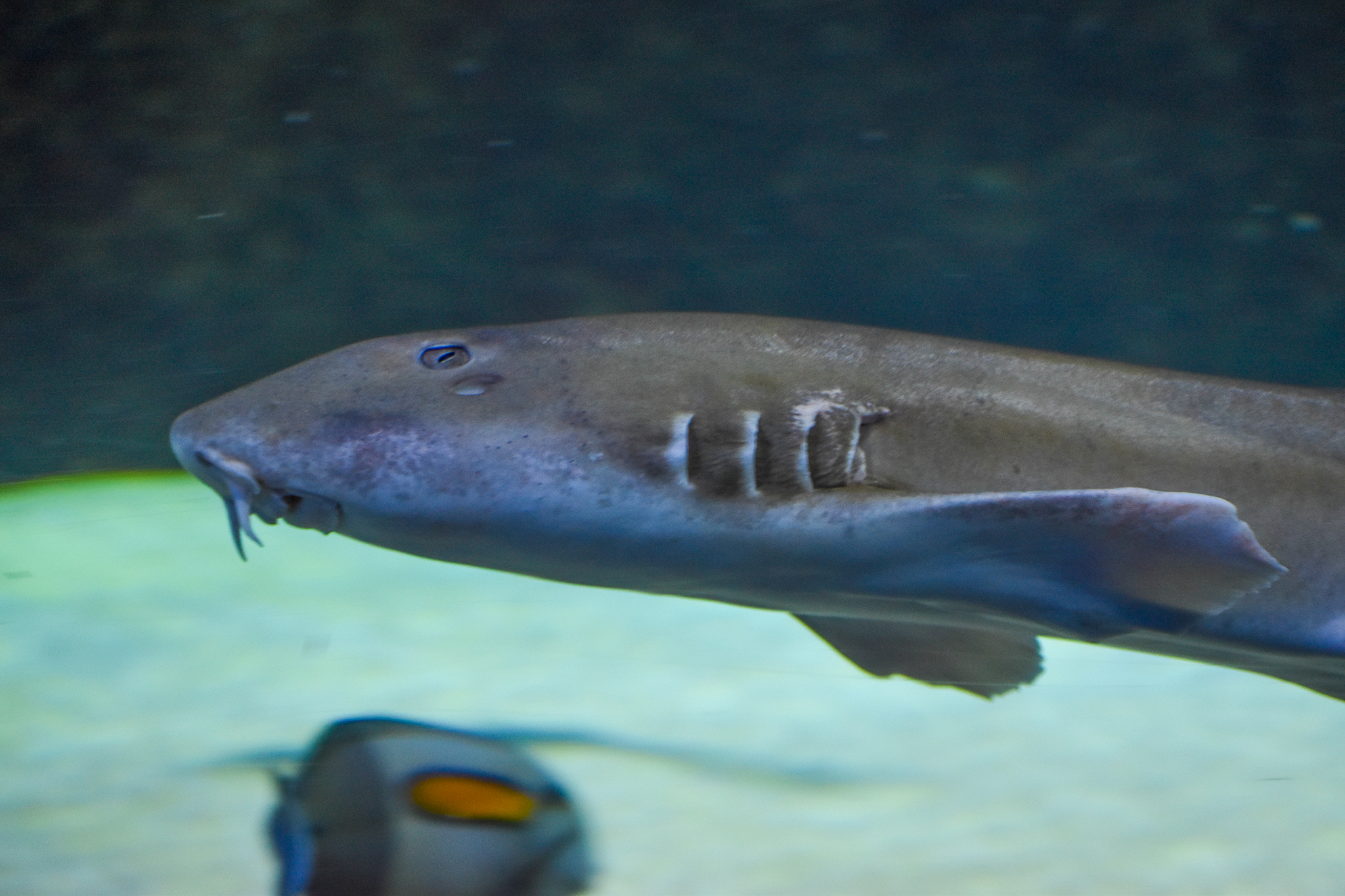 Brown-banded Bamboo Shark (Chiloscyllium punctatum)