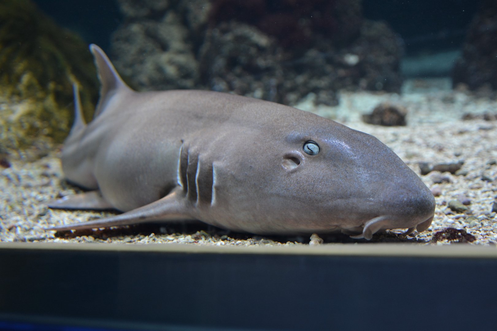 Brown-banded bamboo shark (Chiloscyllium punctatum)