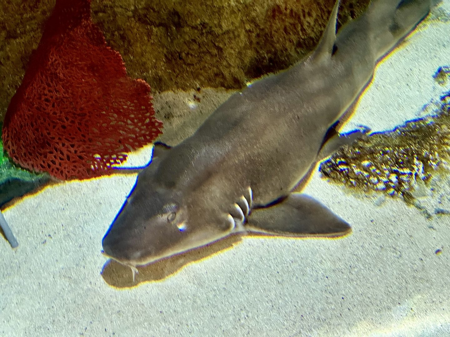 Brown-banded bamboo Shark (Chiloscyllium punctatum)