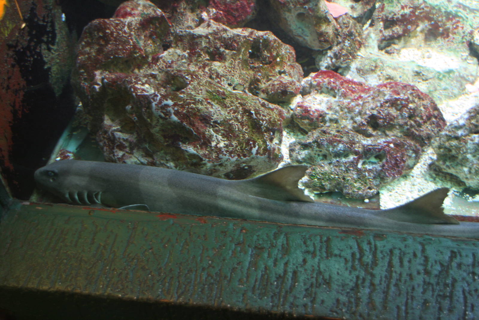 Brown-banded bamboo shark