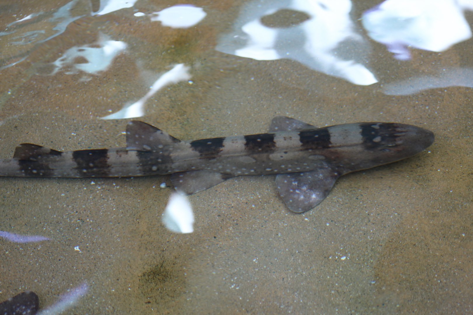 Brown-Banded Bamboo-Shark