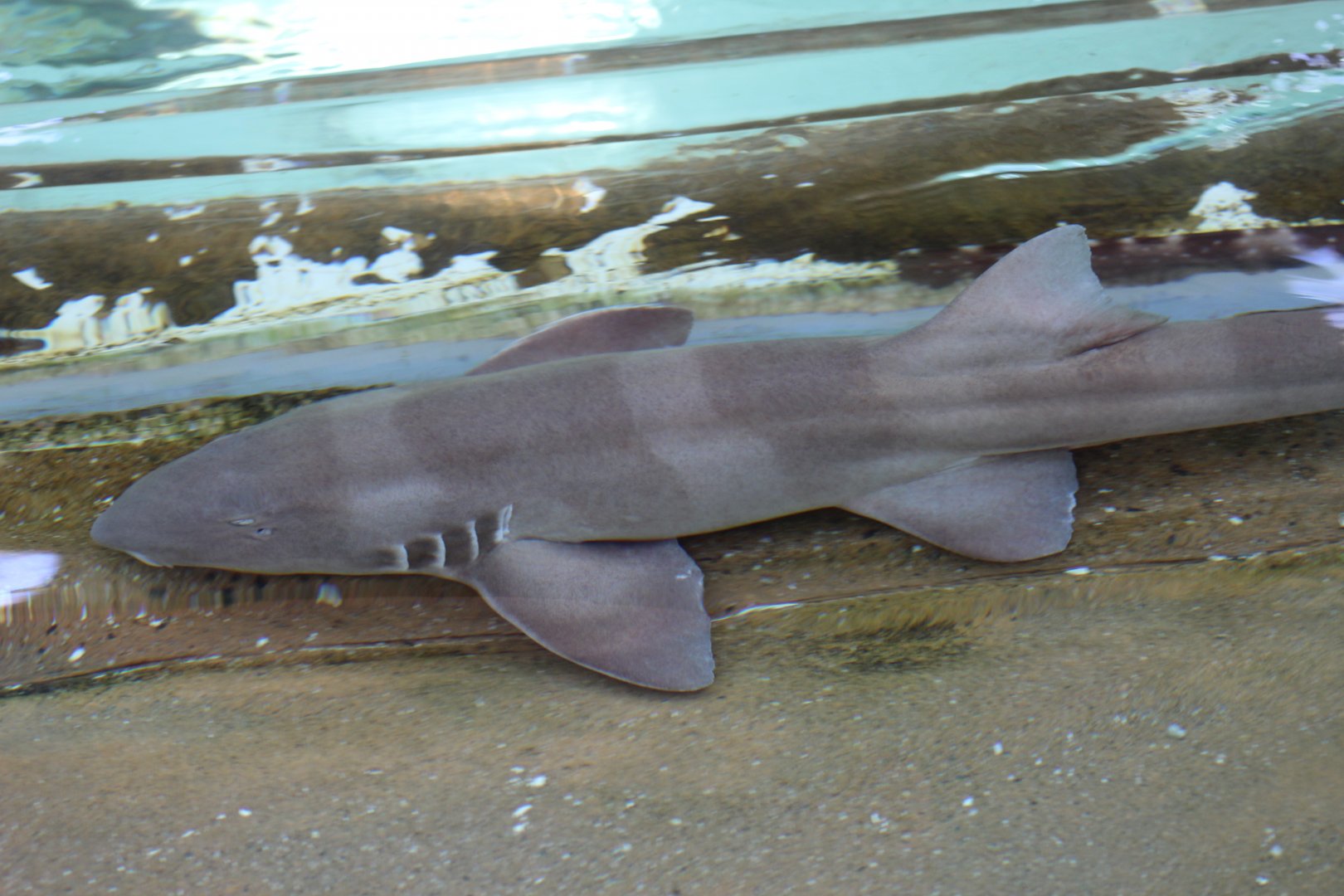 Brown-Banded Bamboo-Shark