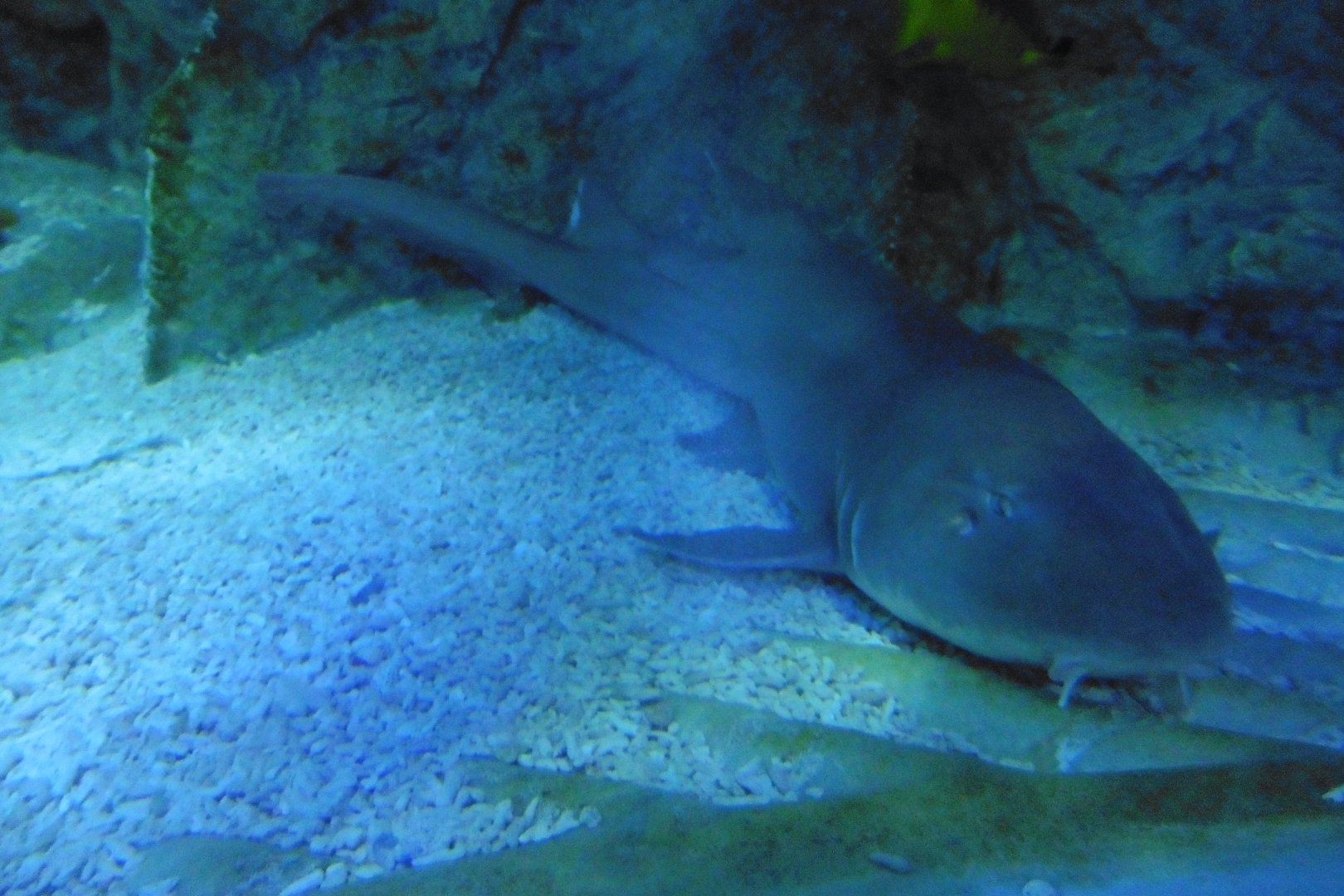 Brown-banded Bamboo Shark