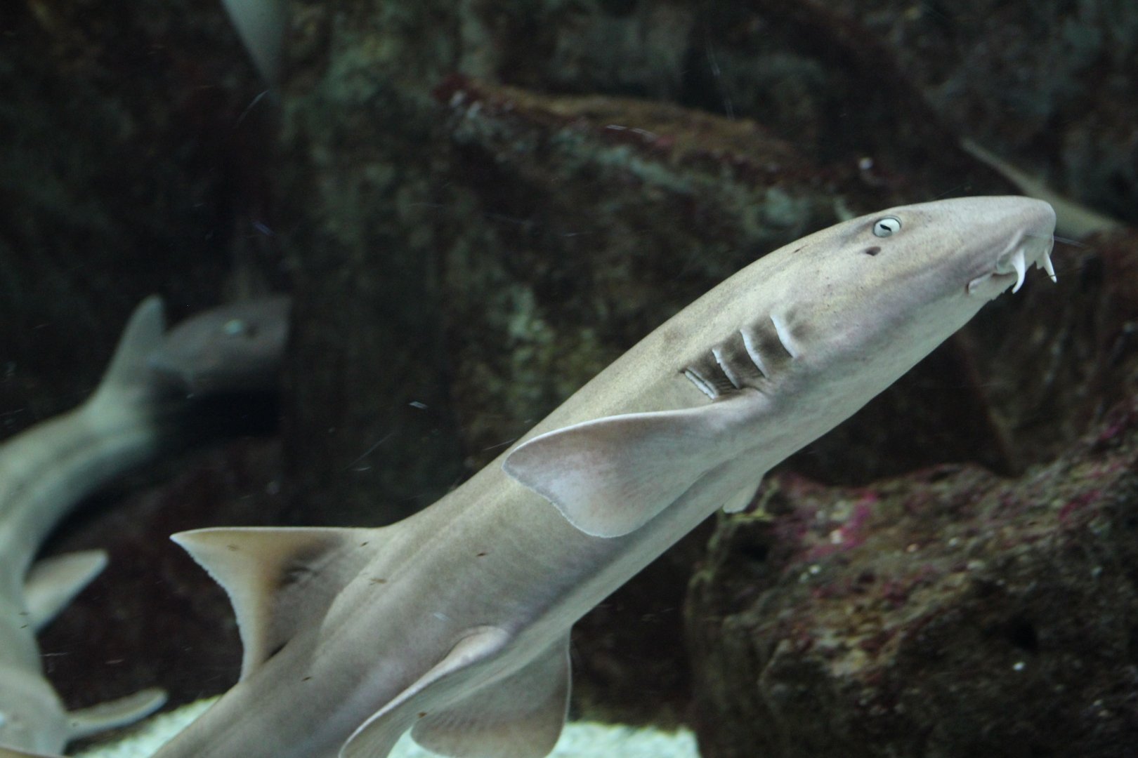 Brown-Banded Bamboo-Shark