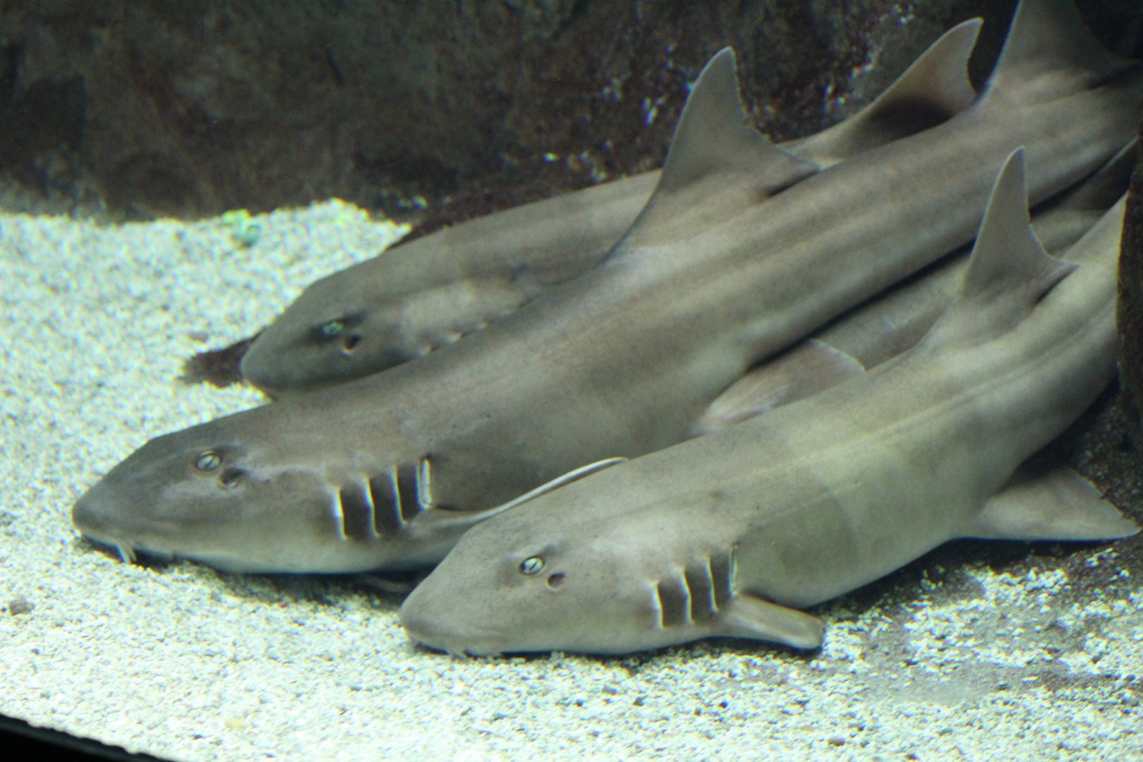 Brown-Banded Bamboo-Shark