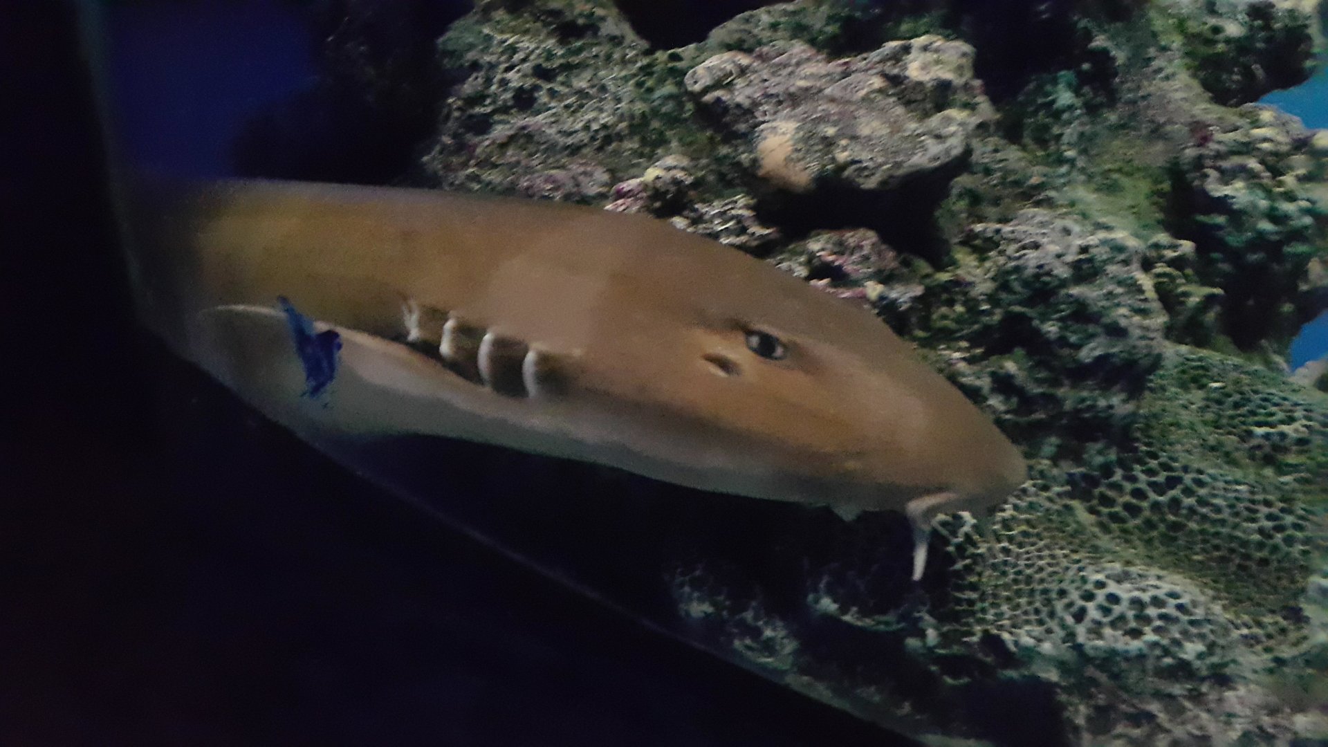 Brown Banded Bamboo Shark