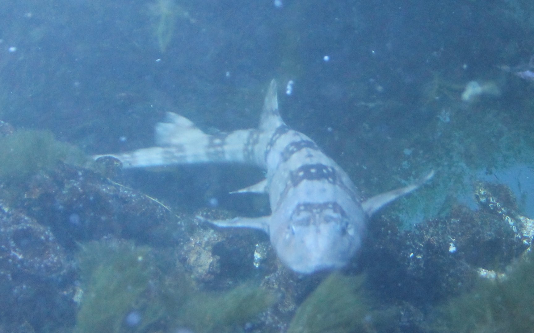 Brown-banded bamboo-shark