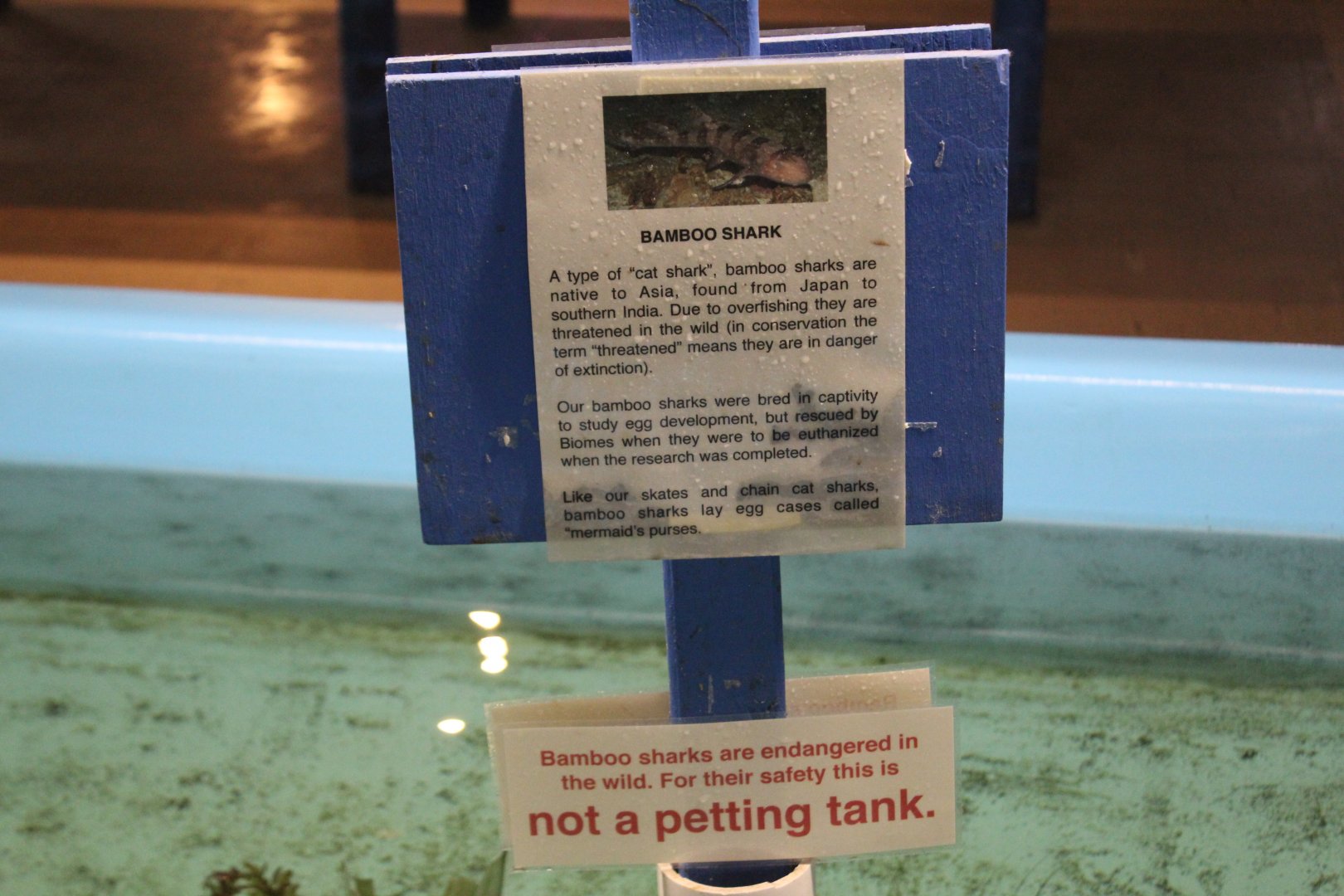 Brown-Banded Bamboo-Shark