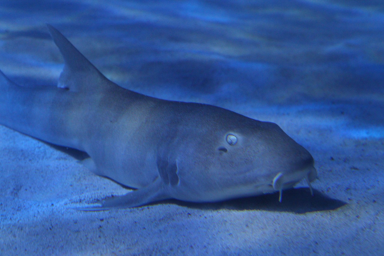 Brown-banded Bamboo Shark