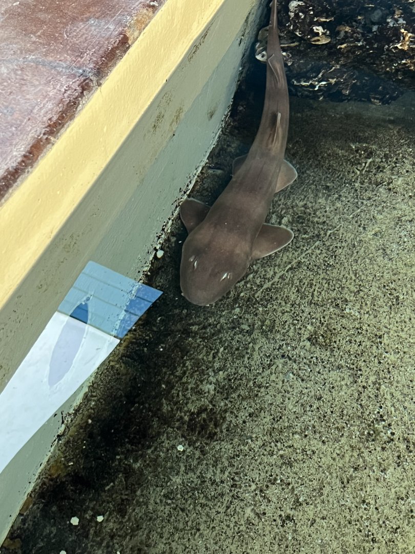 Brown-Banded Bamboo Shark
