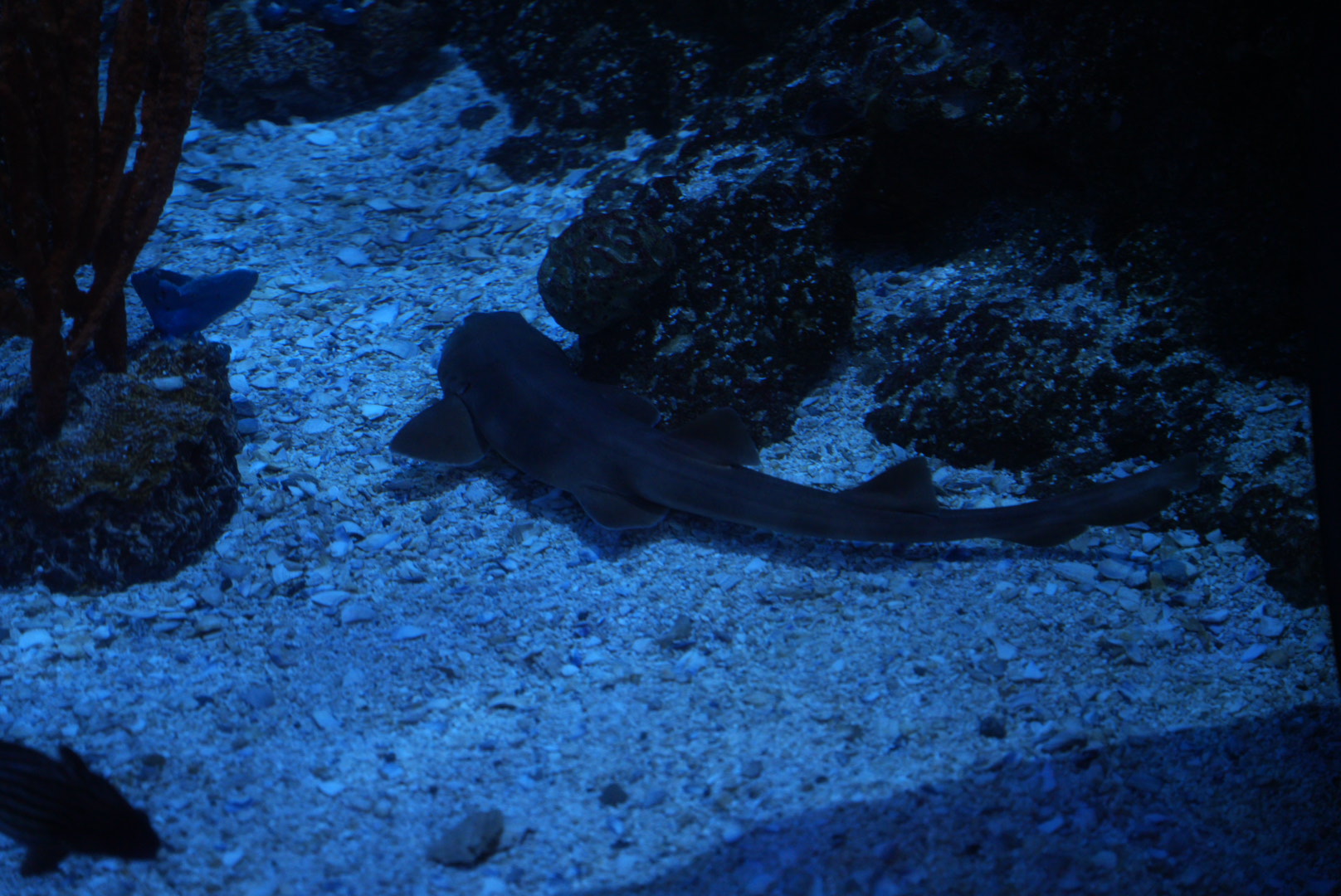 Brown-banded Bamboo Shark