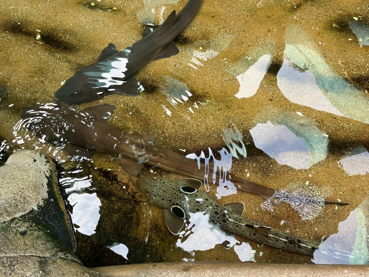 Brown Banded Bamboo Sharks and Epaulette Shark