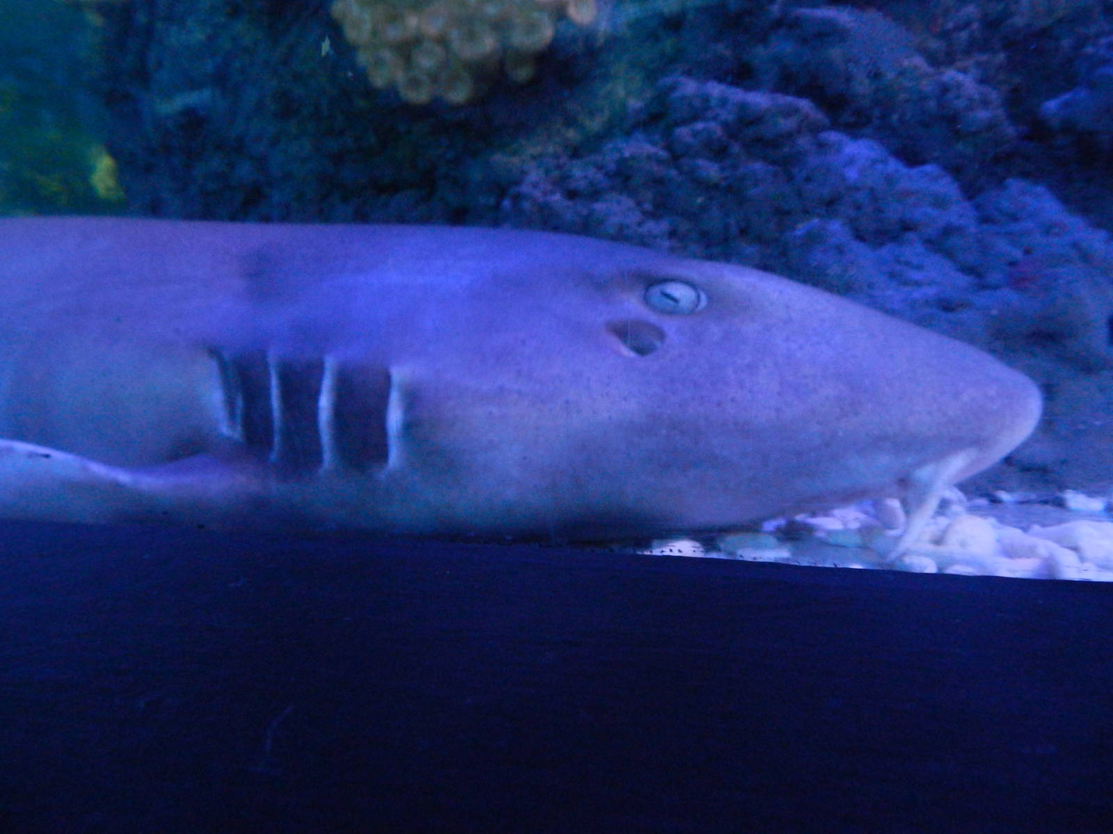 Brown-banded Bambooshark at SEA LIFE Scarborough - 26/08/2012