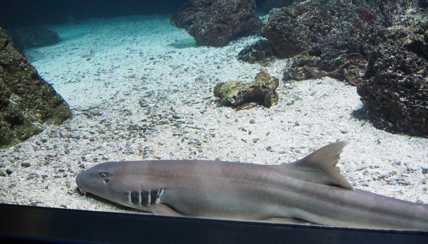 Brown-banded bambooshark (Chiloscyllium punctatum), 2019-04-20