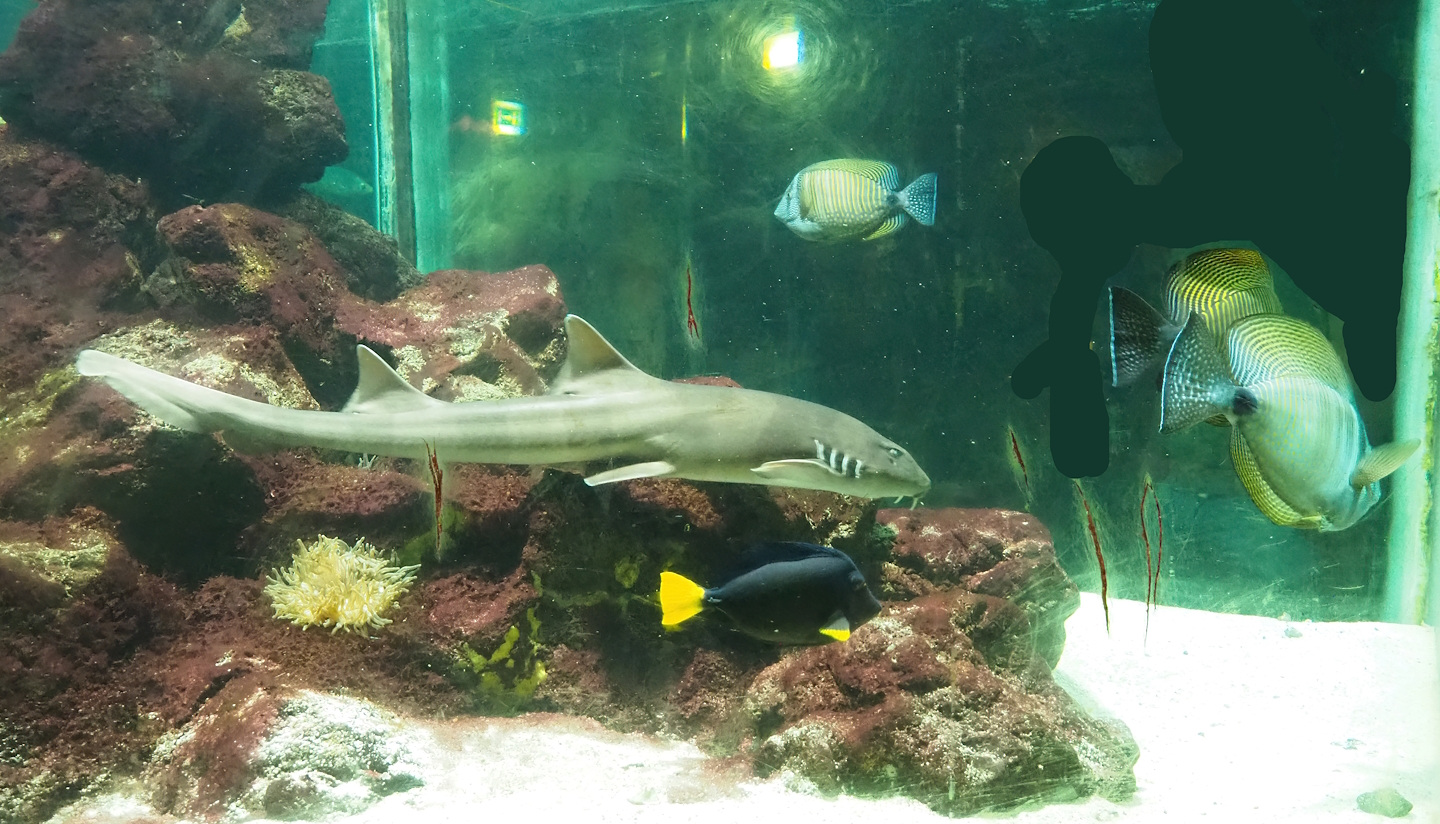 Brown-banded bambooshark (Chiloscyllium punctatum), Desjardin's Sailfin Tang (Zebrasoma desjardinii) and Yellowtail tang (Z. xanthurum), 2023-08-17