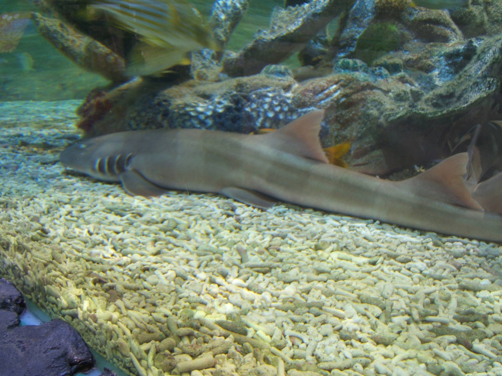 Brown-banded Bambooshark