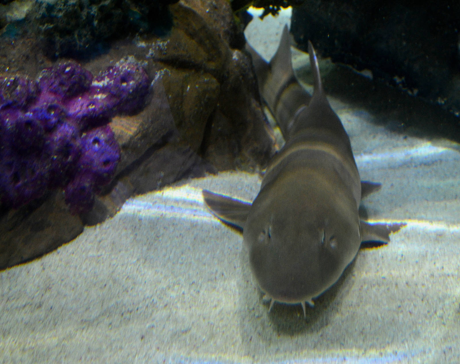 Brown banded bambooshark