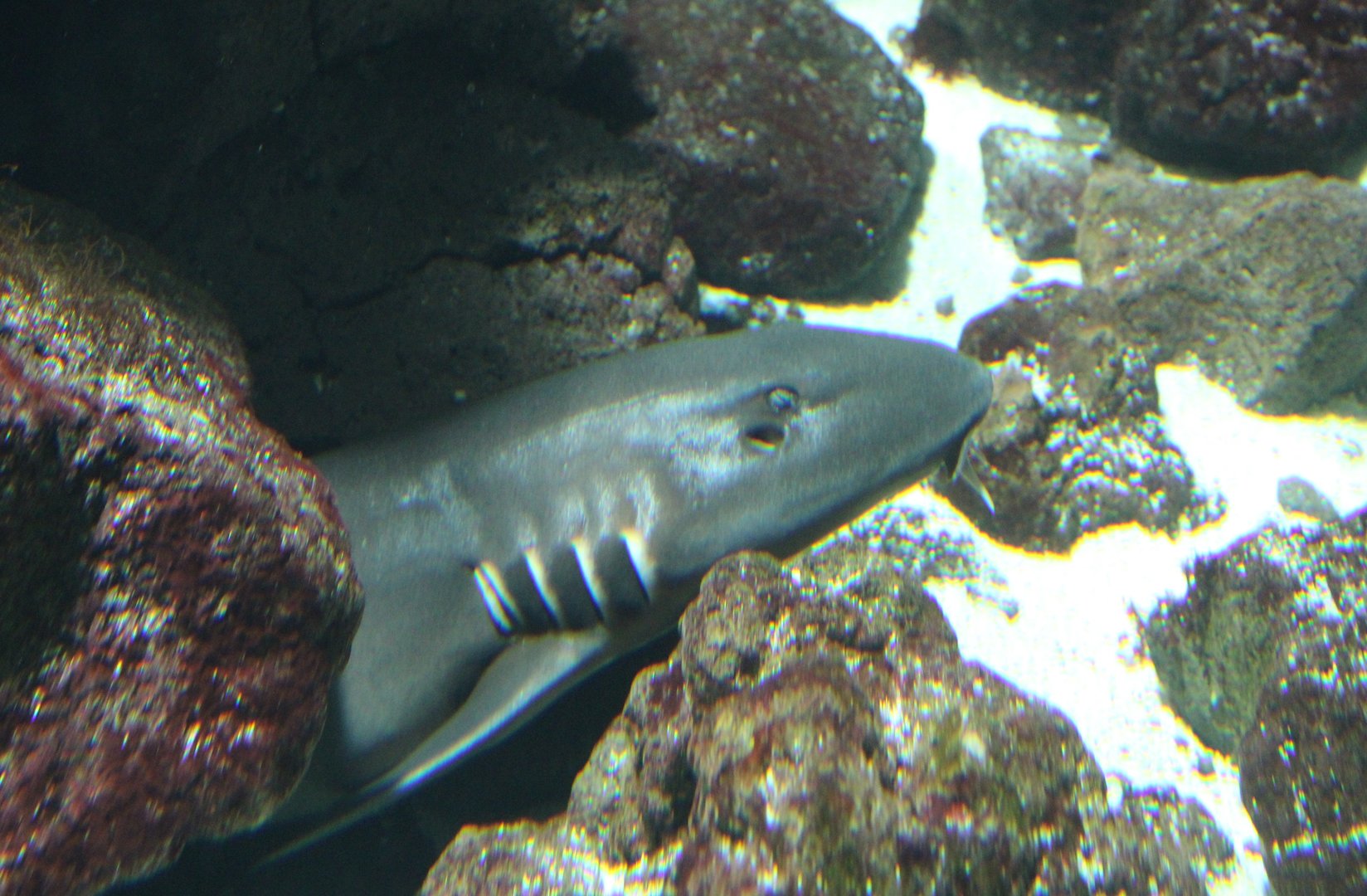 Brown-banded bambooshark