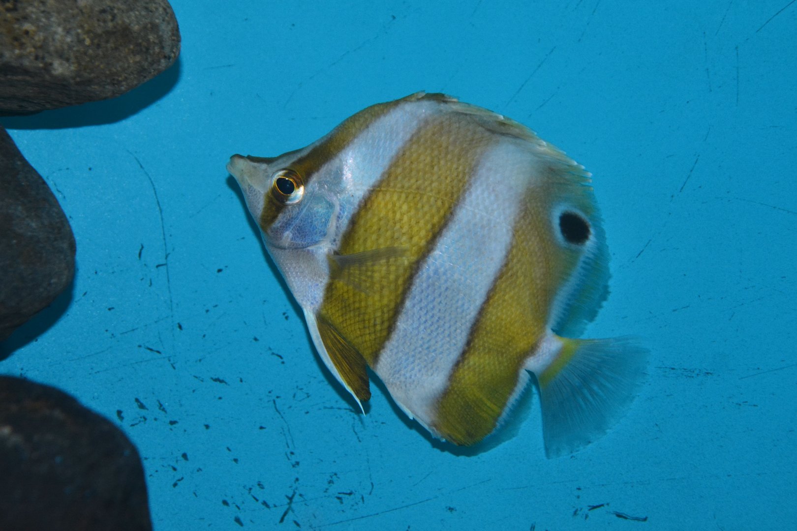 Brown-banded butterflyfish (Roa modesta)