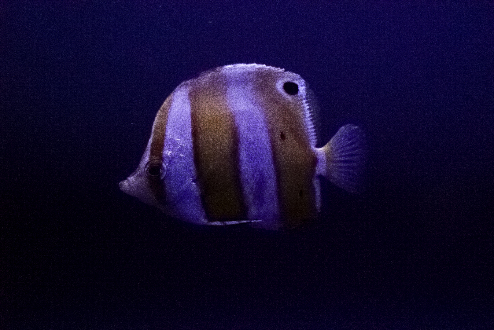 Brown Banded Butterflyfish // Twighlight Zone