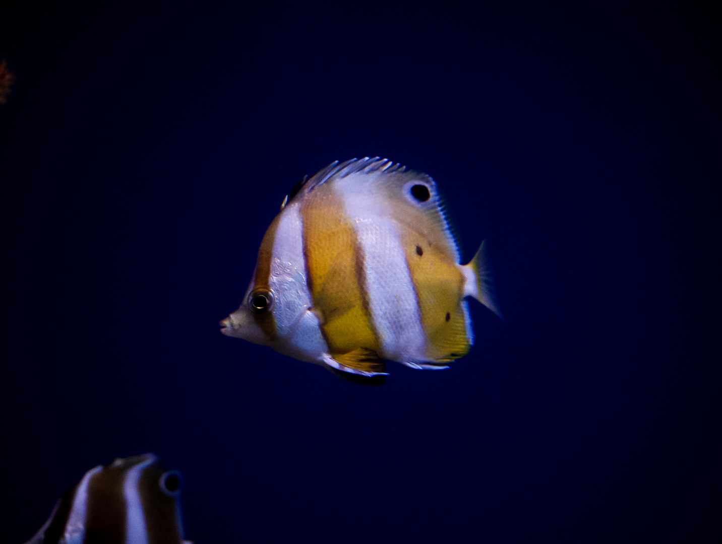 Brown-banded Butterflyfish