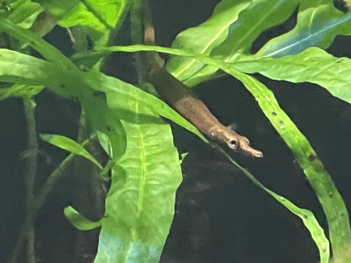 brown banded pipefish