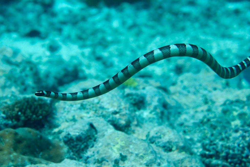 Brown-banded Seasnake (Laticauda schistorhynchus)