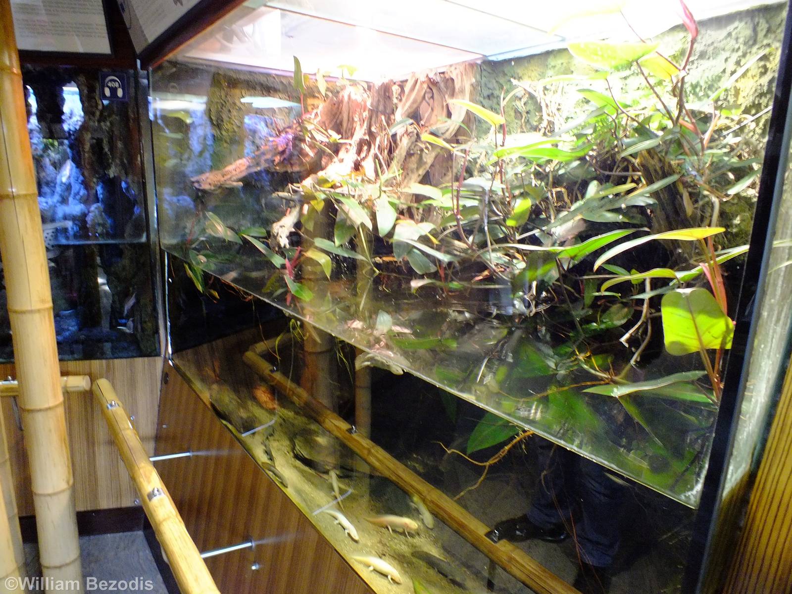 Brown Basilisk and Axolotl Enclosure- Gdynia Aquarium