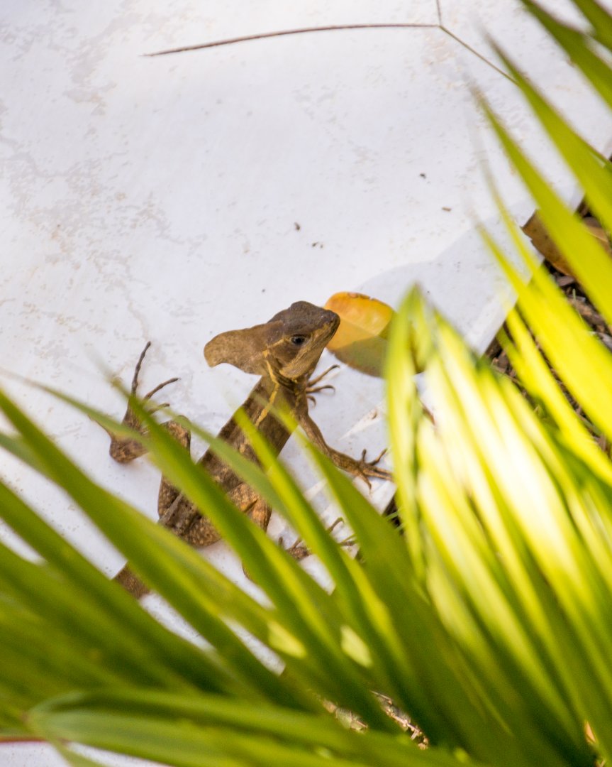 Brown basilisk, Basiliscus vittatus
