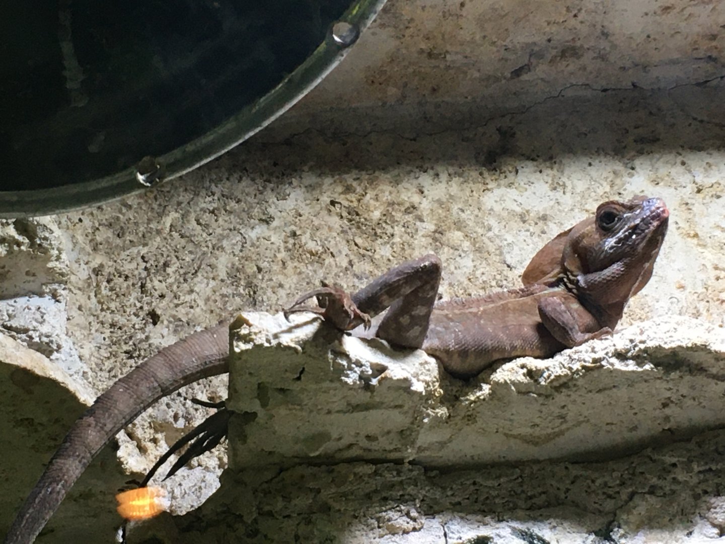 Brown Basilisk (Basiliscus vittatus)