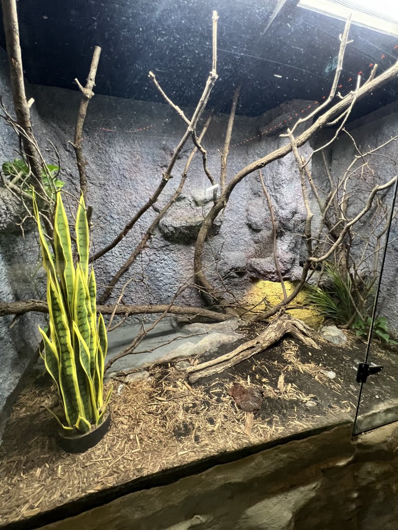 Brown Basilisk Exhibit