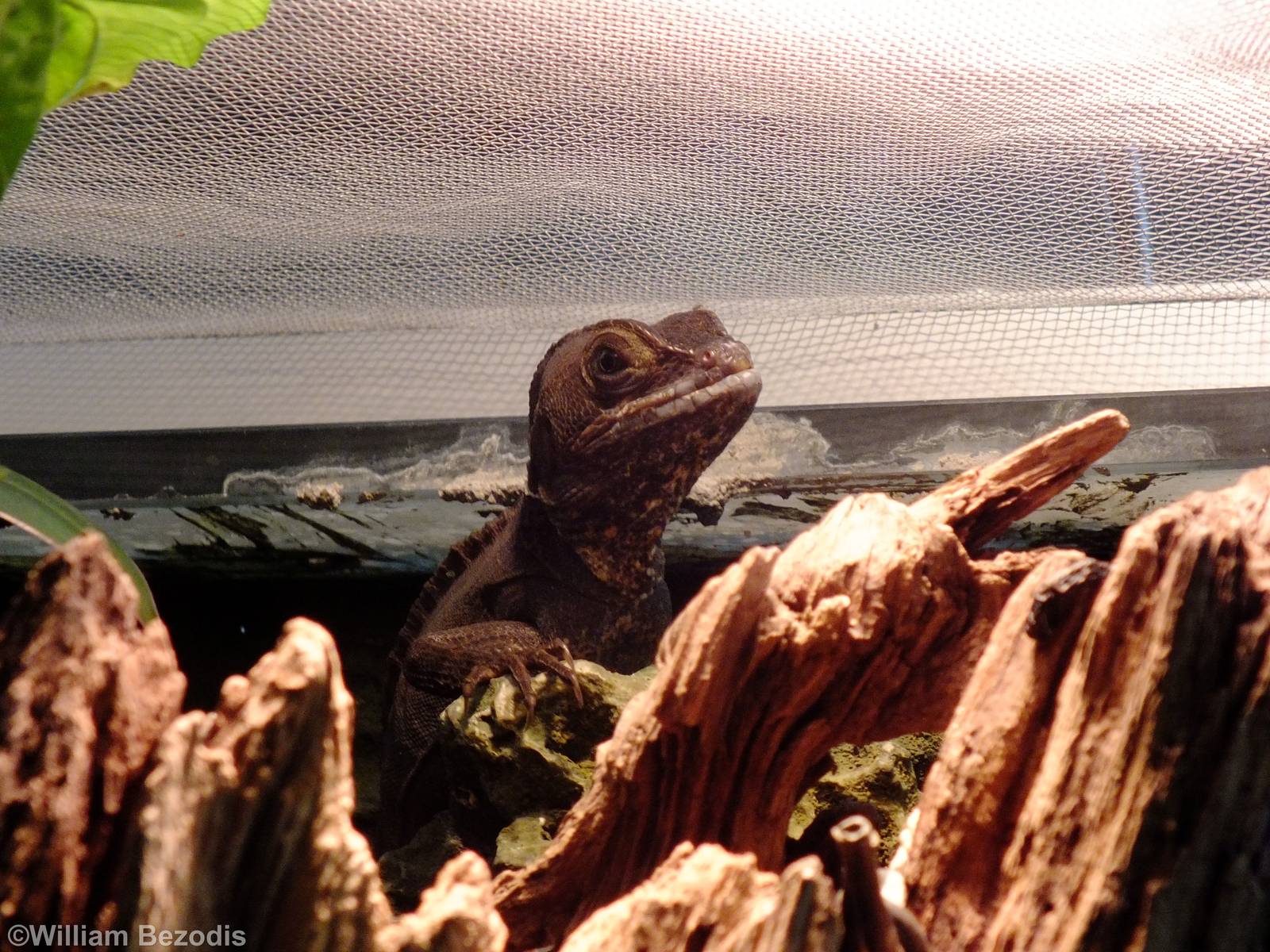Brown Basilisk - Gdynia Aquarium