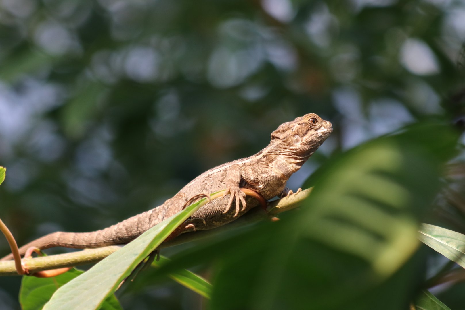 Brown basilisk in Mangrove