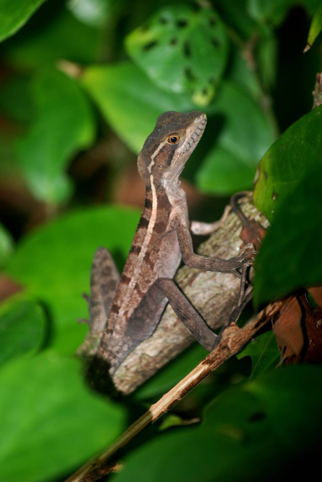 Brown Basilisk in Tortuguero, 14/04/14