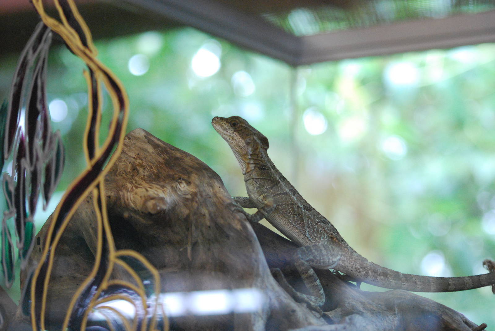 Brown basilisk lizard