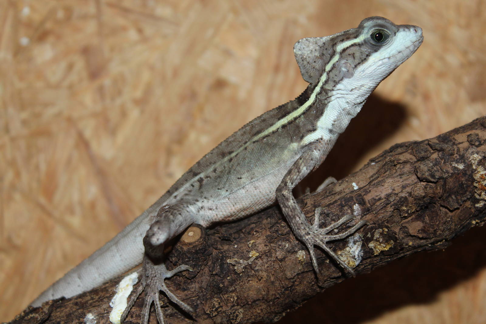 Brown basilisk, Neu Ulm Reptile Zoo