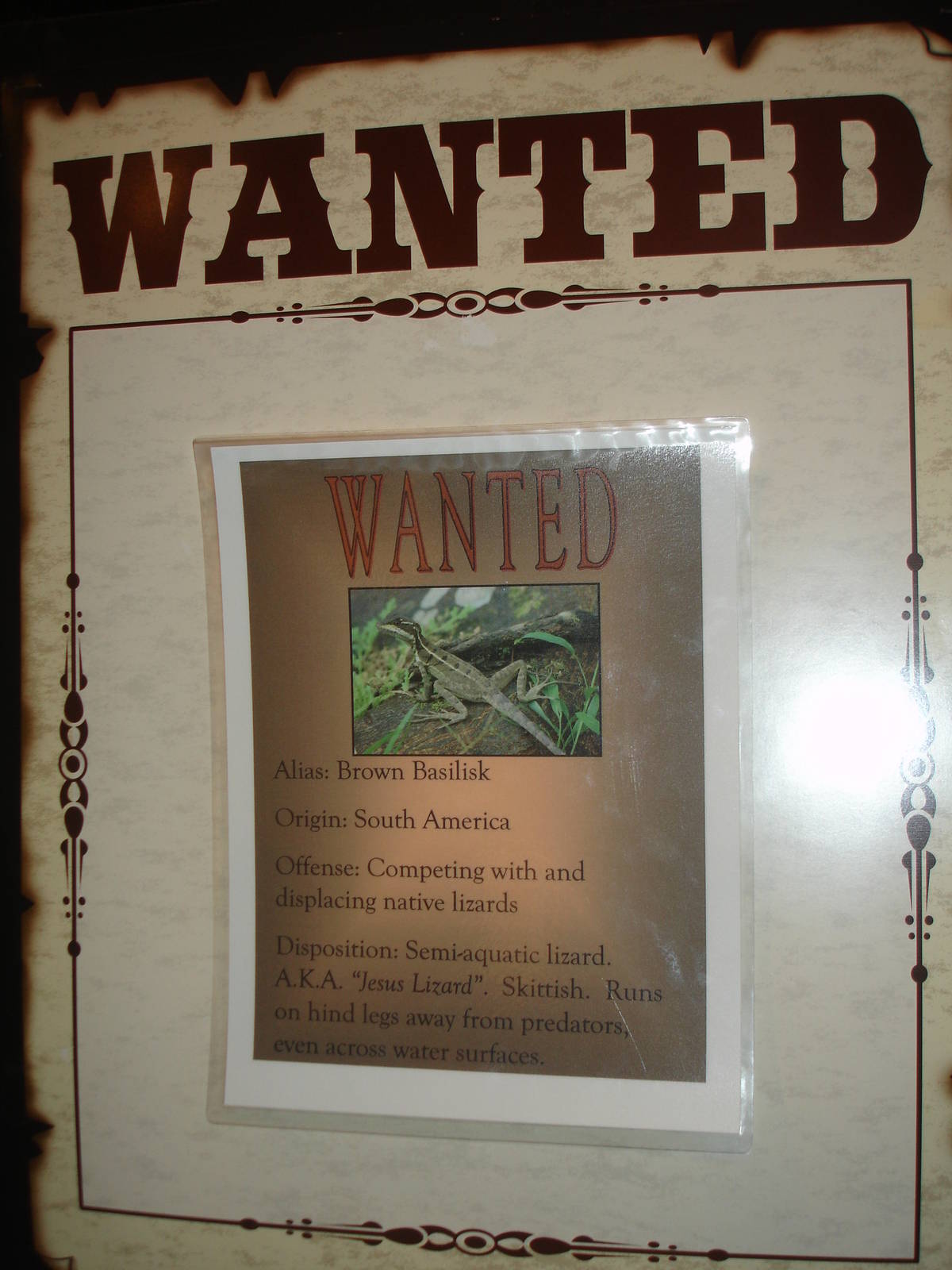 Brown Basilisk wanted sign